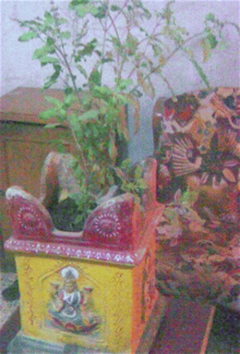 kerala tulasi video|Tulsi (Thulsi or Thulasi) – The Holy Basil – Thiruthuzhai.
